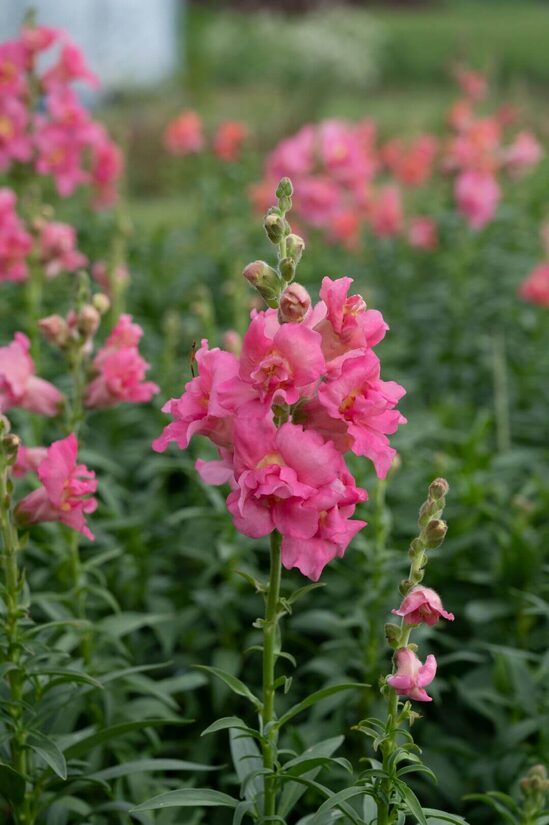Snapdragon 'Madame Butterfly Rose' F1 (Antirrhinum majus), 20 seeds